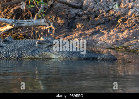 5m long Saltwater crocodile in Corroboree Billabong, Mary River Wetlands, Northern Territory Stock Photo