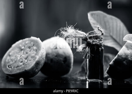 Green colored Floral and fruit essence of Guava or Jamrudh or Psidium guajava or common red guava with its fresh leaves and organic fruit on black woo Stock Photo