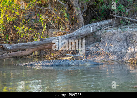 5m long Saltwater crocodile in Corroboree Billabong, Mary River Wetlands, Northern Territory Stock Photo