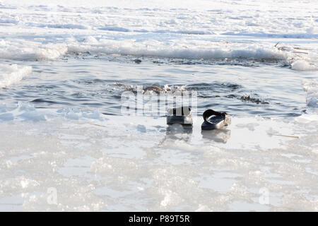 A pond in the icy lake in the form of a cross for the feast of the baptism of the Lord Stock Photo