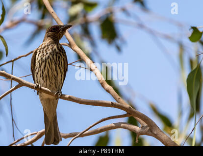 Australasian figbird, East Point, Northern Territory Stock Photo