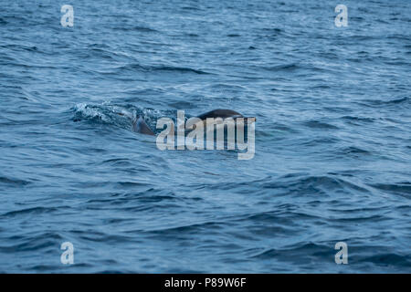 Common dolphins at Pico Island Stock Photo