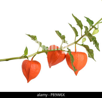 alkekengi branch isolated on white background Stock Photo