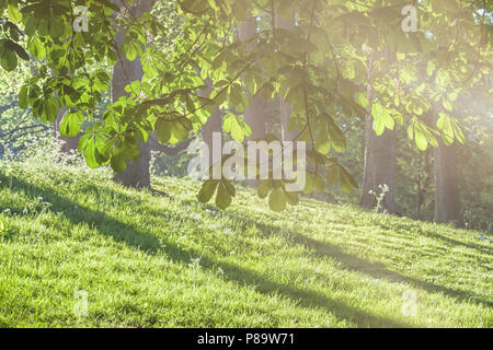 Chestnut trees in the park in sun rays Stock Photo