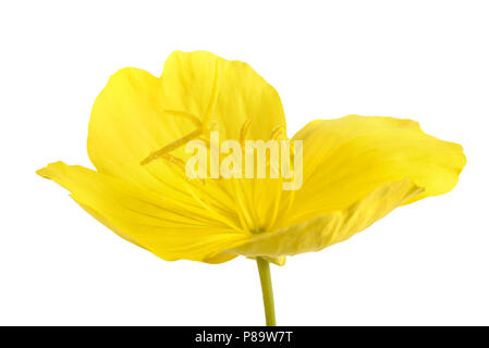 common evening primrose flower isolated on white Stock Photo