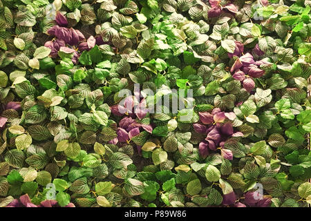 Green leaf wall. Seamless endless pattern. Stock Photo