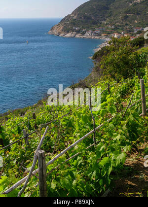 coast and vineyards near Pomonte, Elba, Region Tuscany, Province Livorno, Italy, Europe Stock Photo