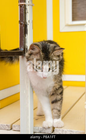 cat woman standing on a bench on backdrop of yellow background. Stock Photo