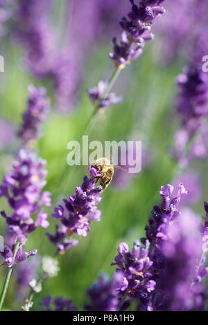 Honeybee (Apis sp.) on lavender (Lavandula) flower, Baden-Württemberg, Germany Stock Photo