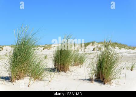 Marram Grass (Ammophila arenaria), single tufts in the dunes, Norderney, East Frisian Islands, North Sea, Lower Saxony, Germany Stock Photo