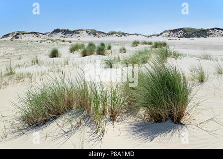 Marram Grass (Ammophila arenaria), single tufts in the dunes, Norderney, East Frisian Islands, Lower Saxony, Germany Stock Photo