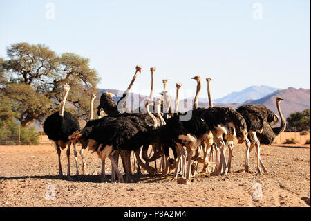 South African ostriches (Struthio camelus australis) in an ostrich farm feeding, Tiras Mountains, Farm Koiimasis, Namibia Stock Photo