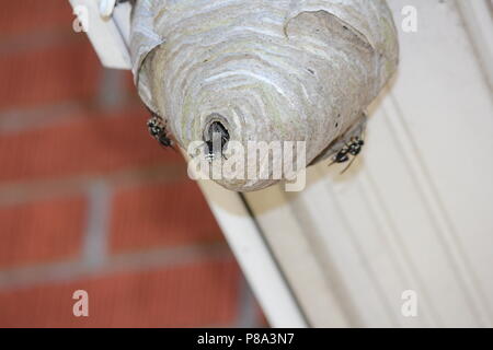 Bald faced hornets’ nest being built on the outside eaves of a house. Stock Photo