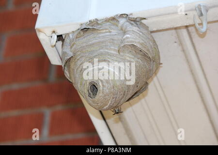 Bald faced hornets’ nest being built on the outside eaves of a house. Stock Photo