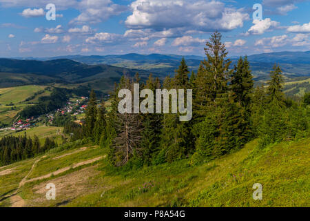 High coniferous trees growing on the slope of a green mountain against the background of a small forest village with cozy houses . For your design Stock Photo