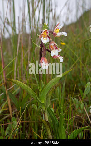 Marsh helleborine, also known as Marsh Orchid growing in a wet field Stock Photo