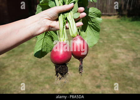 Growing large healthy radishes in the UK Stock Photo