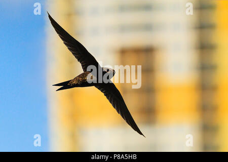 Swift flies against the backdrop of high-rise building Stock Photo