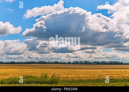 golden ripe wheat on a field under a blue sky with curly white clouds . For your design Stock Photo