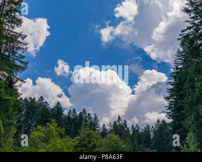 white clouds on a blue sky surrounded by tall green trees, pines . For your design Stock Photo