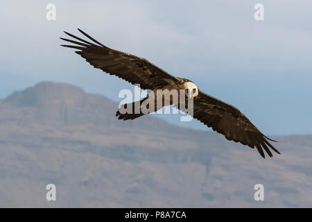 Bearded vulture (Gypaetus barbatus), Giant's Castle game reserve, KwaZulu-Natal, South Africa Stock Photo
