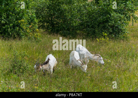 Three horned goats are grazed on the meadow near the young green birches . For your design Stock Photo