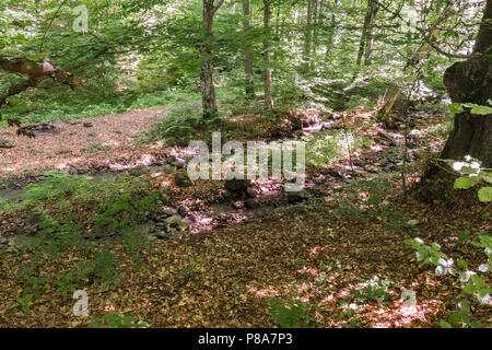 transparent creek in the forest between small stones on a gentle slope . For your design Stock Photo