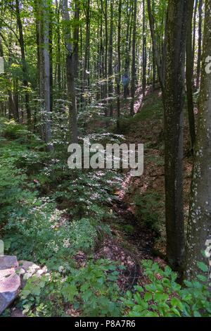 deep ravine in the forest with hornbeam, covered with dry fallen leaves. A good place for extreme walks . For your design Stock Photo