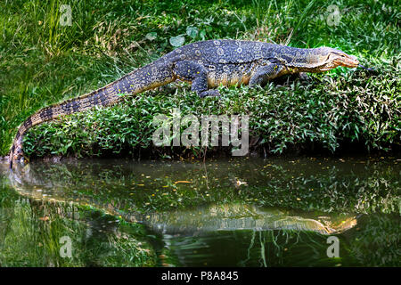 Water lizard known also as water monitor or varanus salvator in latin, Thailand. These large lizards are native to Southeast Asia Stock Photo