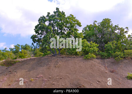 A large spreading green tree on top of a sandy hill surrounded by bushes and trees. place of rest, tourism, picnic . For your design Stock Photo
