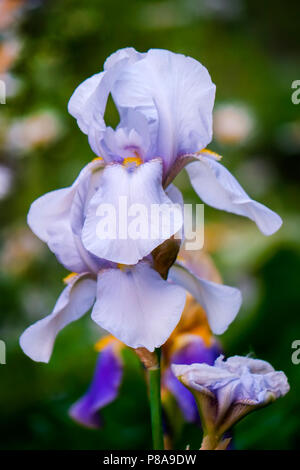 beautiful opened buds of iris of tender blue color . For your design Stock Photo