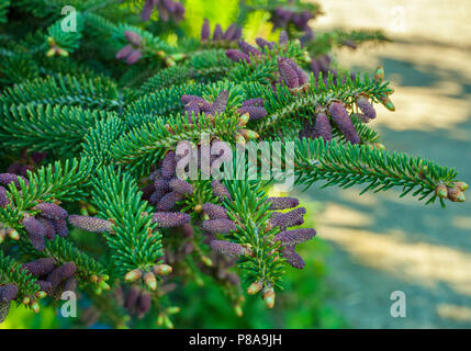 young cones on green fir branches close-up . For your design Stock Photo