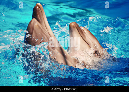 beautiful sea mammals dolphins swirl in dancing splashing water . For your design Stock Photo
