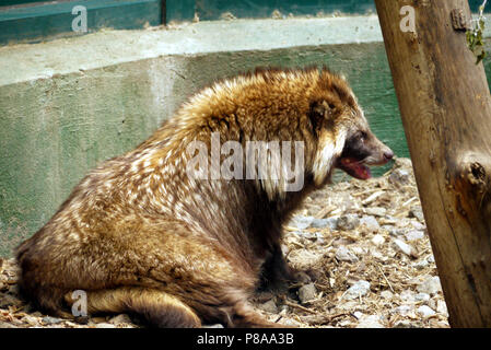 Sweet fluffy animal tends to sleep under the rays of hot sun in the enclosure of the zoo . For your design Stock Photo