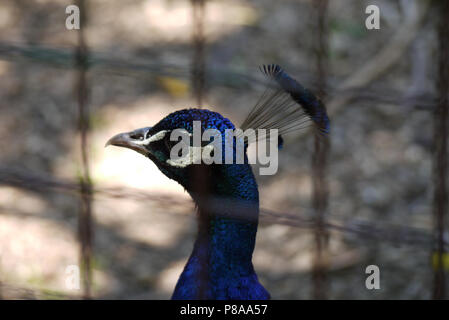 Beautiful with dark blue feathers head of a pheasant with bristles sticking out on the crown. Gently looking out of the fence. . For your design Stock Photo