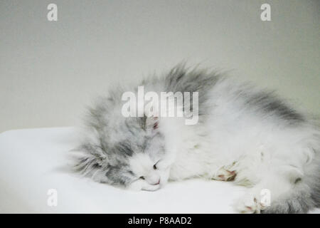 Black and grey longhair cat è Just new born Stock Photo