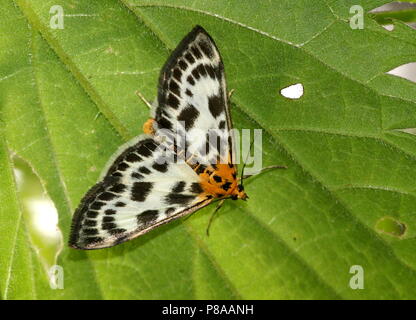 European Small Magpie Moth (Anania hortulata) - Geometridae Stock Photo