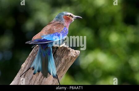 African Lilac breasted roller (Coracias caudatus) posing, showing its characteristic forked tail  fanned out. Stock Photo