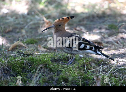 Eurasian hoopoe (Upupa epops) in closeup
