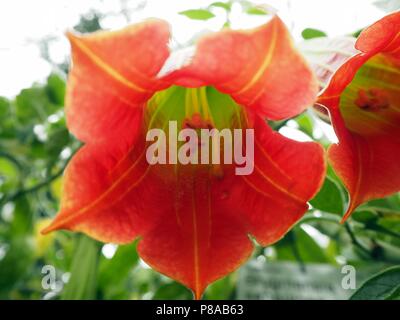 Red Angel trumpet, a poisonous garden plant Stock Photo