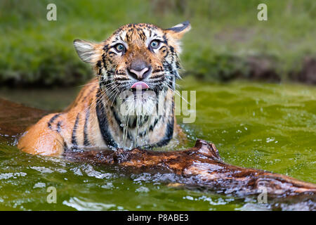 Baby indochinese tiger, known as Panthera Tigris Corbetti in latin, playing in the water, Thailand Stock Photo