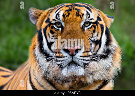 Indochinese adult tiger known as Panthera Tigris Corbetti in latin, Thailand. Stock Photo