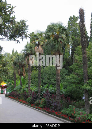 Palm trees, flower beds and a path paved with tiles. A masterpiece of ...