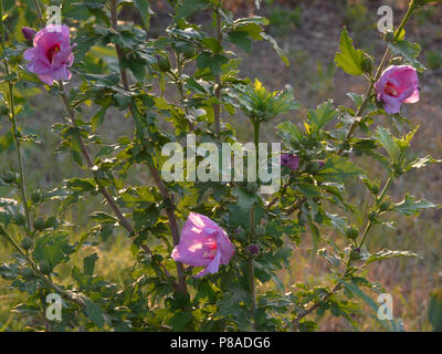 the beginning of the flowering of pink hibiscus on the high branches with leaves in the park . For your design