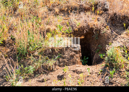 Foxhole in the ground close Stock Photo