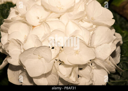 Bigleaf Hydrangea (Hydrangea macrophylla) Stock Photo