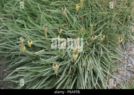 Plantago maritima Stock Photo