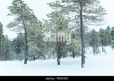 Snowcovered pine trees in arctic Norway during polar night, Balsfjord, Norway. Stock Photo