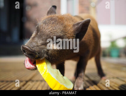 Micro Pig in a household setting Stock Photo