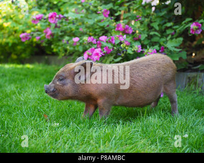 Micro Pig in a household setting Stock Photo